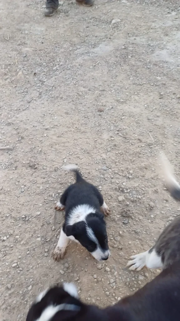 perrito